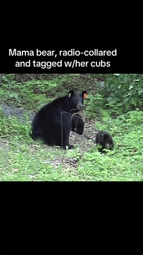 A tagged and radio collared mother bear is enjoying life with her two tiny bear cubs. #bear #mother #cubs #nature #wildlife