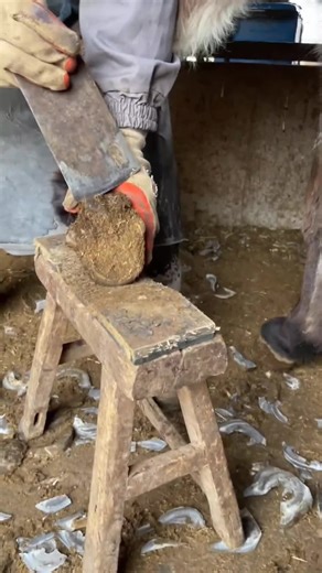 thehoofpicking on TikTok