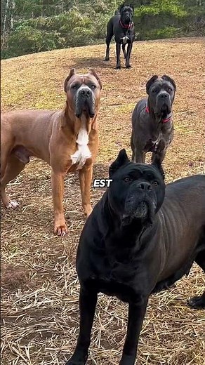 Cane Corso versus German Shepherd