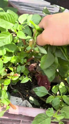 amaranthus harvesting #forageharvest #gardening #satisfying #farming