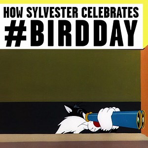 🐱🐤 #BirdDay | Boomerang