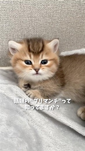話題の”ブリマンチ”って知ってますか？
