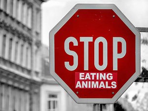Vegan Ethics: An Overview of Moral Arguments for Veganism - I Am Going Vegan