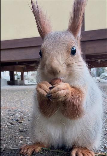 Discover the Life of Squirrels in Nature