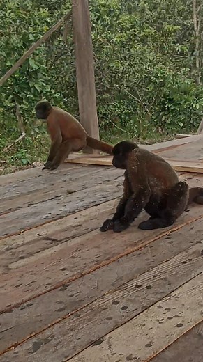 58K views · 1K reactions | ¡Vida en la selva! Conoce a la mágica Amazónia Ecuatoriana #amazonia | Humberto Felix Arias Zabala | Facebook