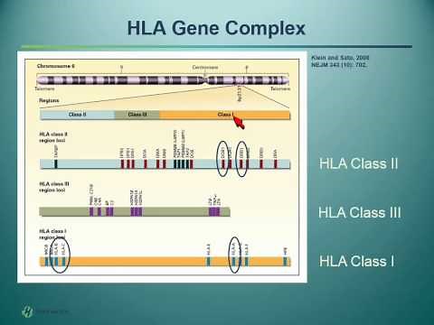 The Great Search - HLA Typing, Donor Selection and Beyond
