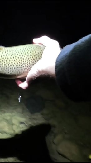 Wake Bait for Night Trout #shorts #troutfishing #trout #riverfishing #bigfish