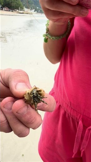 Hermit crab getting out of the shell