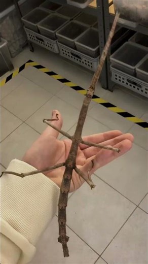 insect Transformation! #animals #animallife #shorts