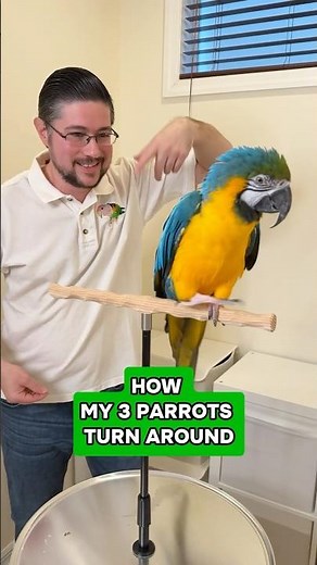 How 3 Parrots Turn Around - Macaw, Senegal, Cape Parrot Spin Trick