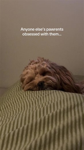 Pawrent Love: Celebrating Our Lhasa Apso Companions