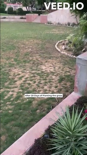 Mastering the Dibbling Roots Technique for Lush Natural Grass: A Step-by-Step Guide