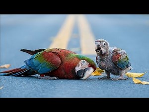 How a Baby Parrot Macaw Was Saved and Rehabilitated | Animal Rescue & Bird Care