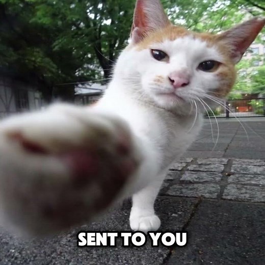 Send this to your friend😭🙏 #cat #meme #funny