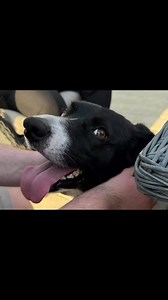 501 reactions · 180 comments | Barney wants you all to have a happy Easter | Stephen Kelleher | Facebook