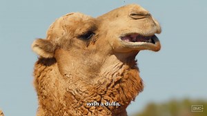 1.4K views · 11 reactions | Having the most impressive dulla isn't a foolproof way to get a female's attention, but it definitely helps. #Mammals | AMC Plus | Facebook