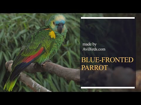 Blue-Fronted Parrot (Blue-Fronted/Turquoise-Fronted Amazon/Parrot) [Amazona Aestiva]