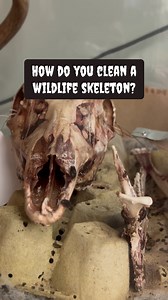 4.2K views · 45 reactions | Beetlejuice, Beetlejuice, Beetlejuice! Dermestid beetles have been used by biologists since the early 1900s to clean skeletons and skulls of dead animals. With a natural appetite for meat, these decomposers efficiently break down everything from small animals like shrews to large ones like whales. These ‘creepy curators’ are the most thorough and efficient ways to clean skeletons to be studied. | Massachusetts Division of Fisheries & Wildlife | Facebook