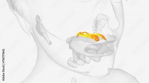 The palatine glands form a continuous layer on the posterior surface of the mucous membrane of the soft palate and around the uvula.