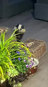 6.1K views · 2.1K reactions | Volume up! Mr Lumpy day today and this was the Nut Fairy stood with him In the garden, treasured memories that will last forever 說❤️ | Mr Lumpy & Friends. | Facebook