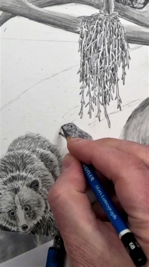 Pencil Drawing Time Lapse of a Beaver and Dam #drawing #animalart