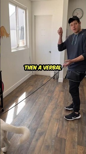 How to train a dog to stop biting or chewing on the leash during walks #dogtraining #dogtrainer