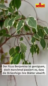 Die Birkenfeige als Highlight in deinem Zuhause 🏡: Mit der richtigen Pflege bleibt dein Ficus Benjamina kräftig und schön. Im Artikel findest du alle wichtigen Tipps! #FicusDIY #Pflanzenpflege #GrünesWohnen 🌿 | selbst