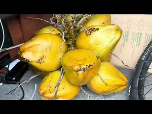 Trimming Coconut Trees & FREE COCONUTS! 🌴 🥥