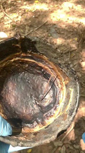 The Fascinating Process of Making Latex Balloons from Tree Sap