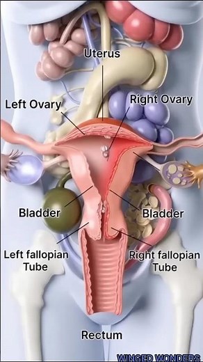 Anatomy and Physiology of the Female Reproductive System