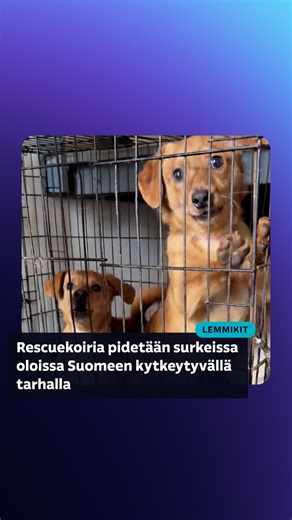 Yle Uutiset | Ylen vierailu paljastaa: Rescue­koiria pidetään surkeissa oloissa Suomeen kytkeytyvällä tarhalla. Ylen podcast-sarja Hyviä aikeita... | Instagram