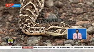 3K views · 69 reactions | These are the most dangerous snakes in Kenya | KTN News Kenya | Facebook