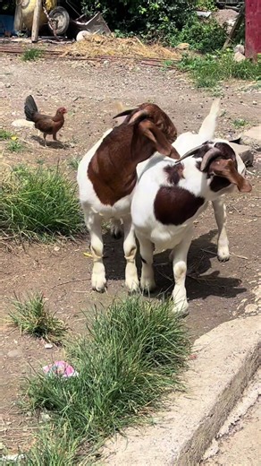 Boys Seeking Loving Homes for Boer Goats