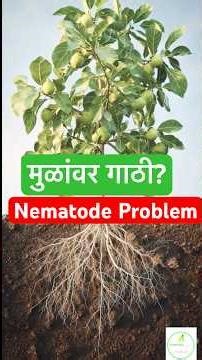 🍀पेरू Nematode Management in Guava #nature #organicagriculture #farming #nematode