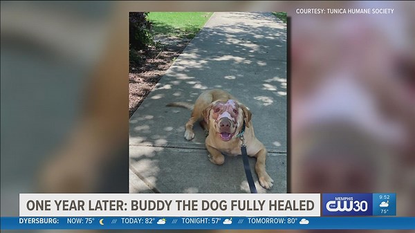 1 year since being burned by child, Buddy the Dog's face 'completely healed'