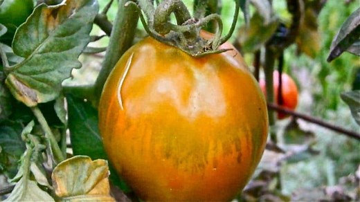 7 Simple Steps To Save Overwatered Tomato Plants (And Prevent This From Happening)