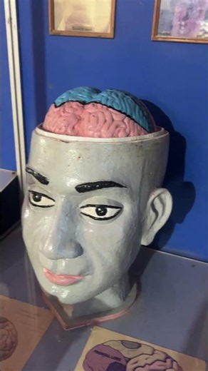 How does your brain work ? #sciencebrainmodel #science #sciencemodel