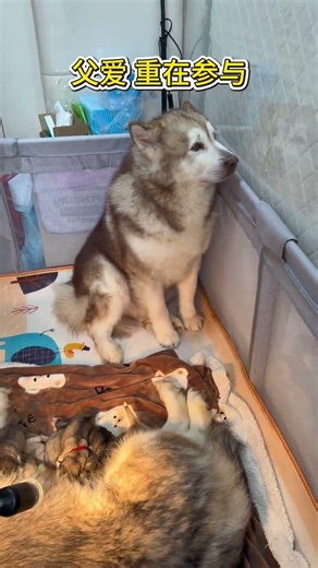 Dog: Father's love is like a mountain, the mountain is there ⚡ P163