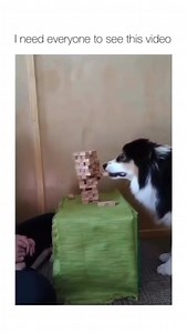 Dog skillfully plays jenga with pet parent, old video goes viral again; 'She was so still and focused, I thought the video was paused,' say #netizens #viral #Trending #jenga #doggo #dogsoftwitter | HT City