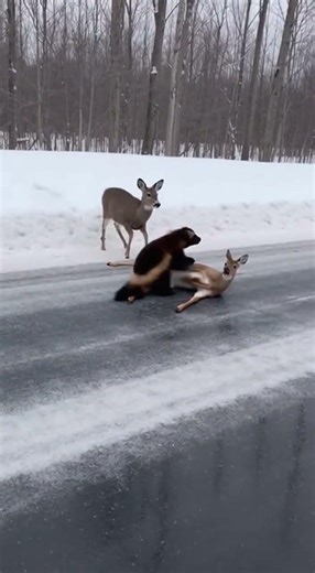 Wolverine attacks a deer right in front of my car! 😱