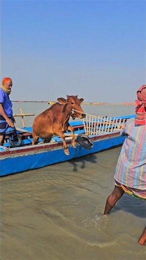 Cow videos 😅,#shortsvideo #funny #shorts #funnyshorts #cowcow #funnycow #animals