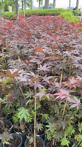 121 reactions · 42 comments | Discover our shade trees: summer cool, fall colors, and year-round privacy. Enhance your home's appeal and enjoy their beauty every season. | Fast Growing Trees | Facebook