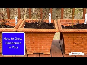 How to Grow Blueberries (in pots or in the garden) - Info from a blueberry farmer in MN