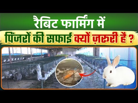 रैबिट फार्मिंग में पिंजरों की सफाई क्यों ज़रूरी है? Balda Live Stock