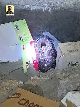 Huge snake rescued from inside a pharmacy! #snake #wildliferescue #snakerescue #shorts #animals #...