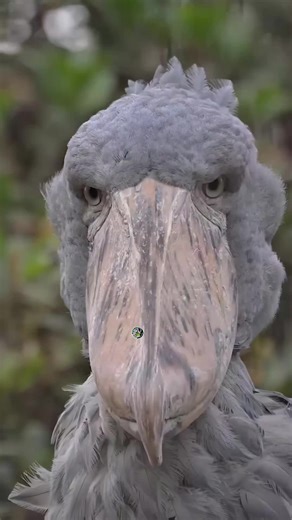 Discover the Unique Shoebill Stork's Fascinating Features