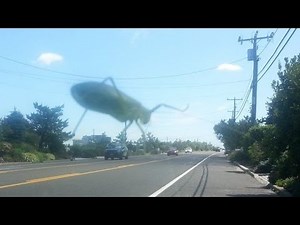 15 Most Perfectly Timed Photos Ever!