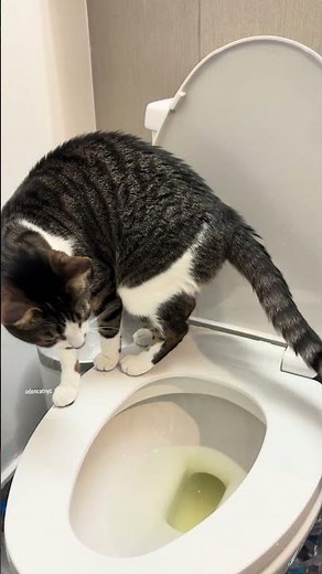 My cat using the human toilet #猫 #cat #funny #funnyanimals #cutecats