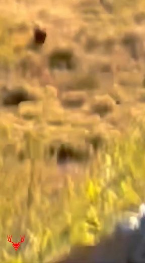 📽 @steve_I_stuck #hunting #huntinglife #huntingvideo #hunting2023 #killshotvideo #wildlife #archeryvideo #bowhunting #bowhuntingvideo #deer #deerhunting #deerseason #whitetaildeerhunting #elkhunting #elk #wapatiwednesday #elkseason #muledeeraddiction #muledeerhunting #blackbearhunting #bear #blackbear #bearhunting #killshot #killshotcentral #thermalhunting #muleymonday #thermal #safari #africahunting | KillshotCentral