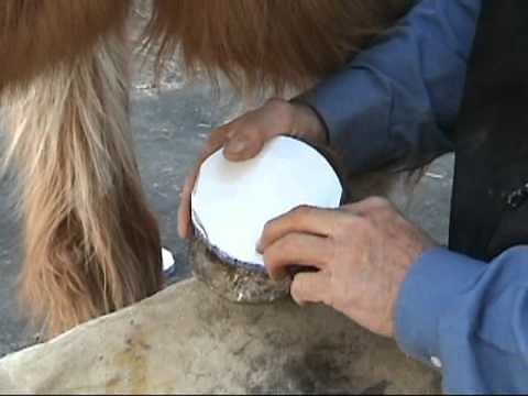 Laminitis First Aid Treatment - Podiatry Pads
